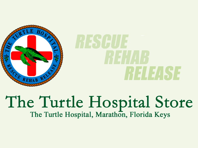 Turtle Hospital